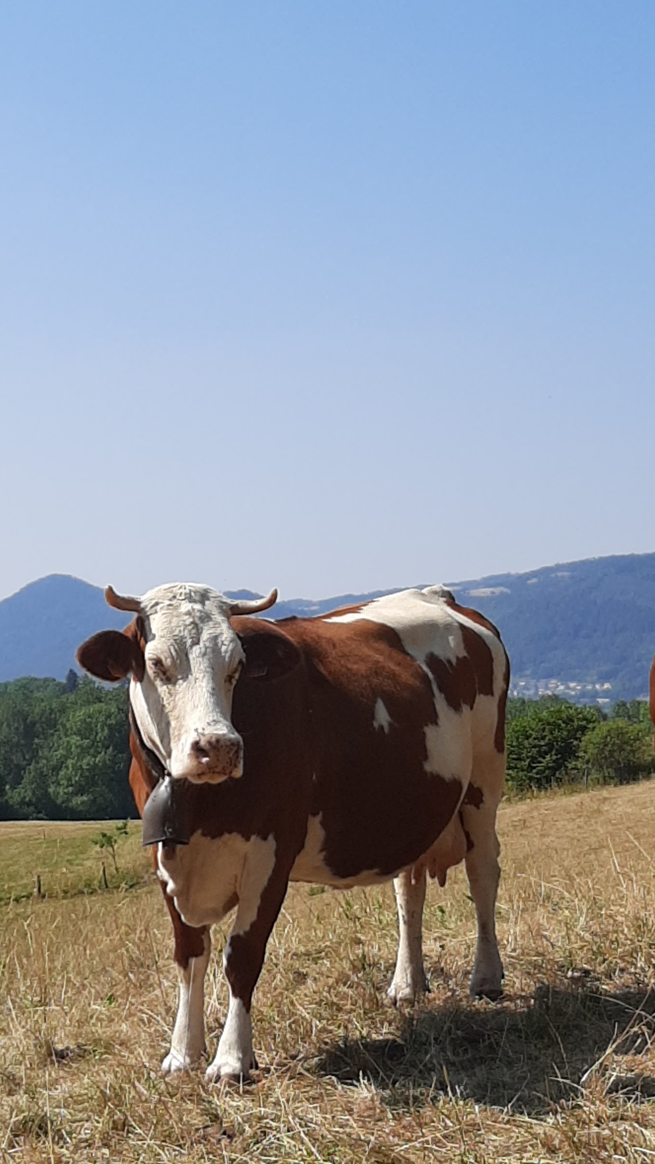 Troupeau GAEC Normand